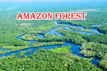 The Amazon Rainforest, the largest tropical rainforest globally, is vital for maintaining global climate stability and harboring immense biodiversity